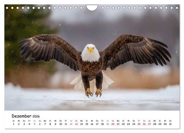 Produktbild: Majest&auml;tische Wei&szlig;kopfseeadler - Der K&ouml;nig der L&uuml;fte (Wandkalender 2026 DIN A4 quer), CALVENDO Monatskalender