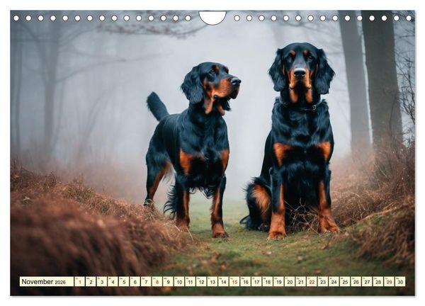 Produktbild: Gordon Setter - elegantes Kraftpaket (Wandkalender 2026 DIN A4 quer), CALVENDO Monatskalender