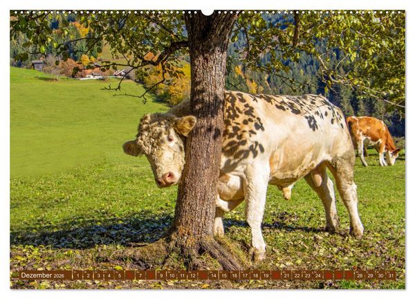Produktbild: Wir sind die Stars auf der Alm (hochwertiger Premium Wandkalender 2026 DIN A2 quer), Kunstdruck in Hochglanz