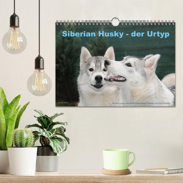 Produktbild: Siberian Husky - der Urtyp (Wandkalender 2026 DIN A4 quer), CALVENDO Monatskalender
