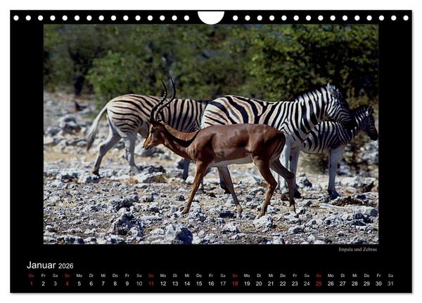 Produktbild: Wildtiere im Etosha Nationalpark (Wandkalender 2026 DIN A4 quer), CALVENDO Monatskalender