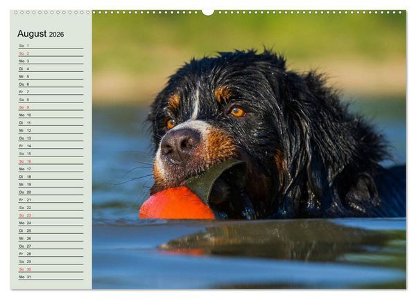 Produktbild: Berner Sennenhunde in Action (Wandkalender 2026 DIN A2 quer), CALVENDO Monatskalender
