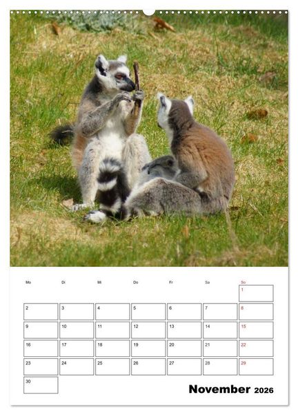 Produktbild: Katta Terminplaner (Wandkalender 2026 DIN A2 hoch), CALVENDO Monatskalender