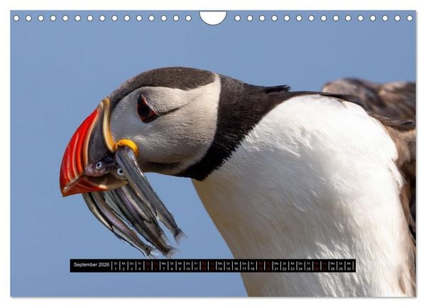 Produktbild: V&ouml;gel auf Island (Wandkalender 2026 DIN A4 quer), CALVENDO Monatskalender