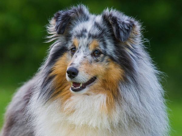 Produktbild: CALVENDO Puzzle Sheltie-Portr&auml;t | 1000 Teile Lege-Gr&ouml;&szlig;e 64x48cm Foto-Puzzle f&uuml;r gl&uuml;ckliche Stunden