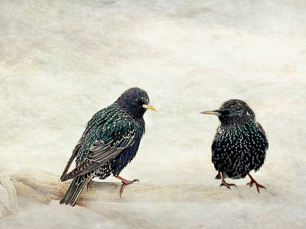 Produktbild: CALVENDO Puzzle Hast du schon geh&ouml;rt? | 1000 Teile Lege-Gr&ouml;&szlig;e 64x48cm Foto-Puzzle f&uuml;r gl&uuml;ckliche Stunden