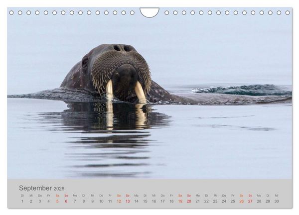 Produktbild: Spitzbergen 80&deg; Nord (Wandkalender 2026 DIN A4 quer), CALVENDO Monatskalender