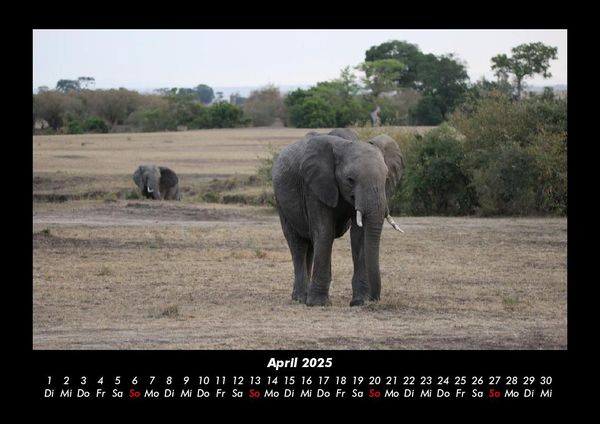 Produktbild: Elefanten 2025 Fotokalender DIN A3