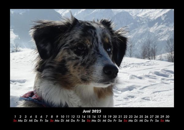 Produktbild: Hunde 2025 Fotokalender DIN A3