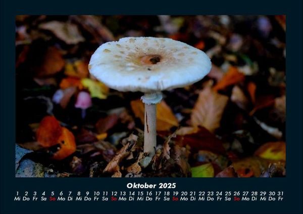 Produktbild: Pilzkalender 2025 Fotokalender DIN A4