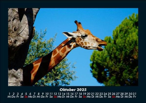 Produktbild: Giraffen 2025 Fotokalender DIN A5