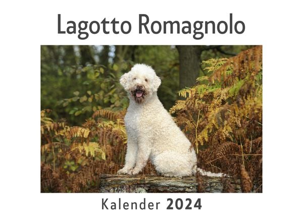 Produktbild: Lagotto Romagnolo (Wandkalender 2024, Kalender DIN A4 quer, Monatskalender im Querformat mit Kalendarium, Das perfekte Geschenk)