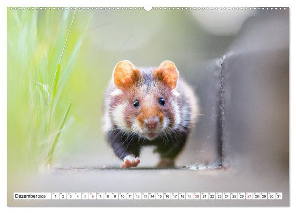 Produktbild: Herzige Feldhamster - farbenfrohe Nagetiere im st&auml;dtischen Lebensraum (hochwertiger Premium Wandkalender 2026 DIN A2 quer), Kunstdruck in Hochglanz