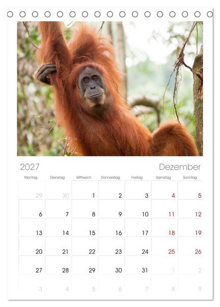 Produktbild: Tischplaner 2027 - Orang-Utans - Menschen des Regenwaldes (A5 Tischkalender zum Aufstellen) CALVENDO
