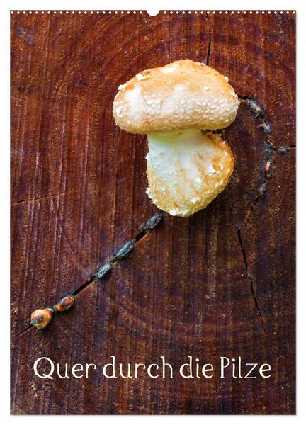 Produktbild: Quer durch die Pilze (Wandkalender 2027 DIN A2 hoch), CALVENDO Monatskalender