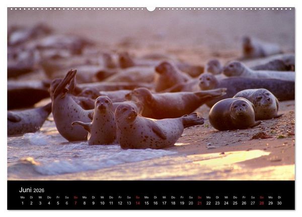Produktbild: Faszination Kegelrobben und Seehunde 2026 (Wandkalender 2026 DIN A2 quer), CALVENDO Monatskalender