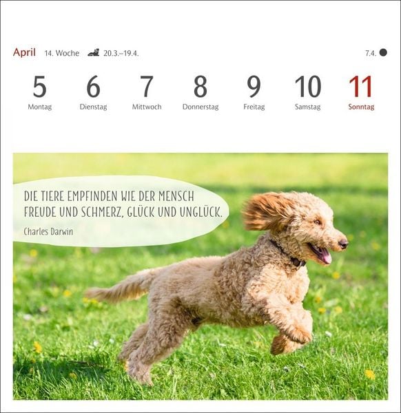 Produktbild: Hunde Premium-Postkartenkalender 2027 - Freunde auf vier Pfoten; Kalender mit 53 Postkarten