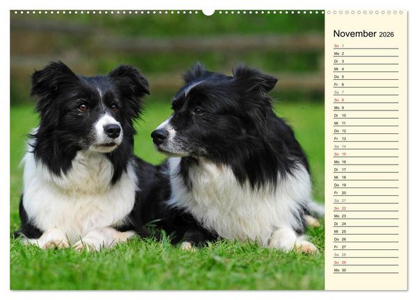 Produktbild: Border Collie 2026 (hochwertiger Premium Wandkalender 2026 DIN A2 quer), Kunstdruck in Hochglanz