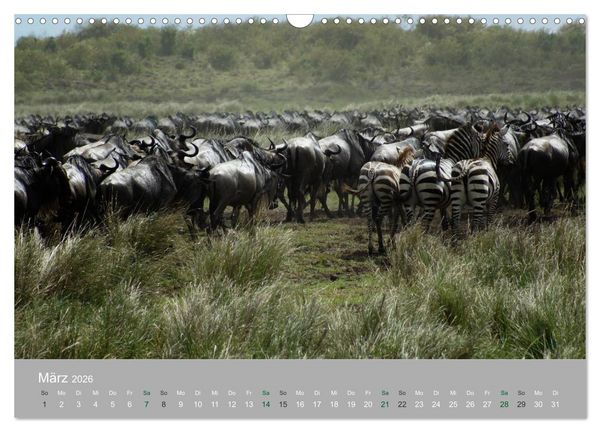 Produktbild: Safari Impressionen / Kenia (Wandkalender 2026 DIN A3 quer), CALVENDO Monatskalender