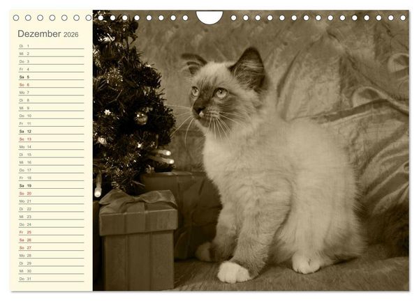 Produktbild: Oma's Katzenkalender 2026 (Wandkalender 2026 DIN A4 quer), CALVENDO Monatskalender