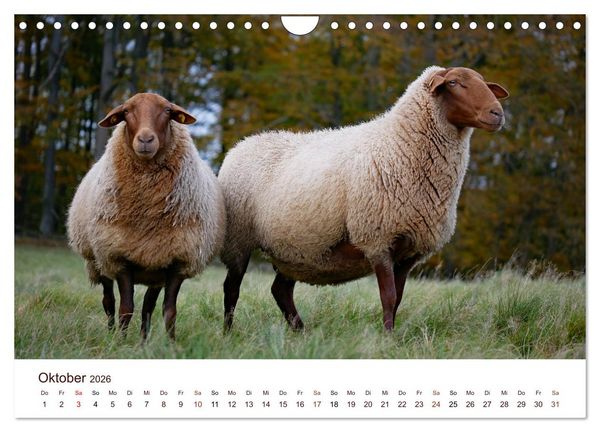 Produktbild: Sch&ouml;ne Schafe (Wandkalender 2026 DIN A4 quer), CALVENDO Monatskalender