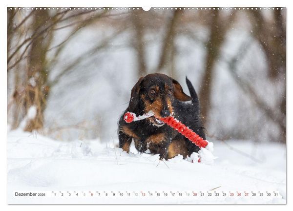 Produktbild: DACKEL... wissen was sie wollen... (und was nicht...) (hochwertiger Premium Wandkalender 2026 DIN A2 quer), Kunstdruck in Hochglanz