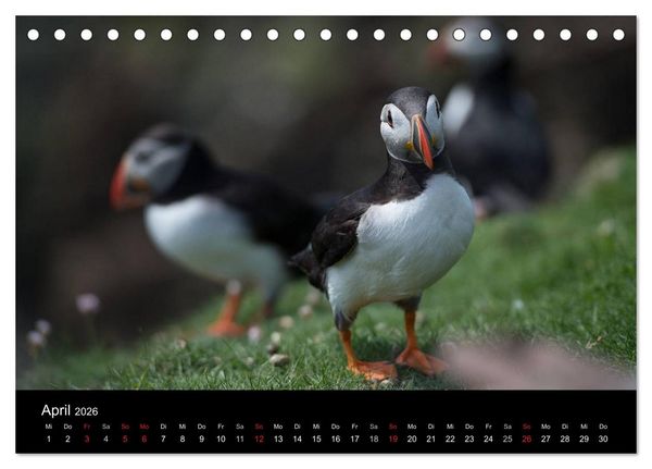 Produktbild: Papageientaucher 2026 (Tischkalender 2026 DIN A5 quer), CALVENDO Monatskalender