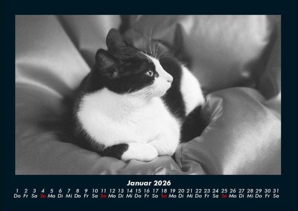 Produktbild: F&uuml;r Katzenfreunde 2026 Fotokalender DIN A4
