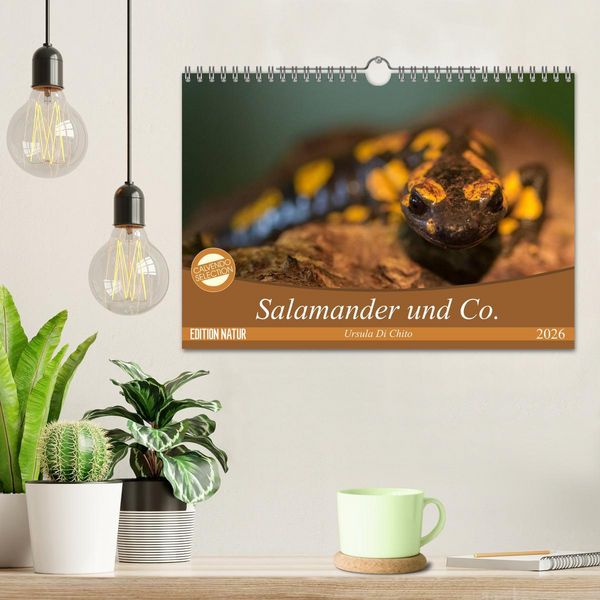 Produktbild: Salamander und Co. (Wandkalender 2026 DIN A4 quer), CALVENDO Monatskalender