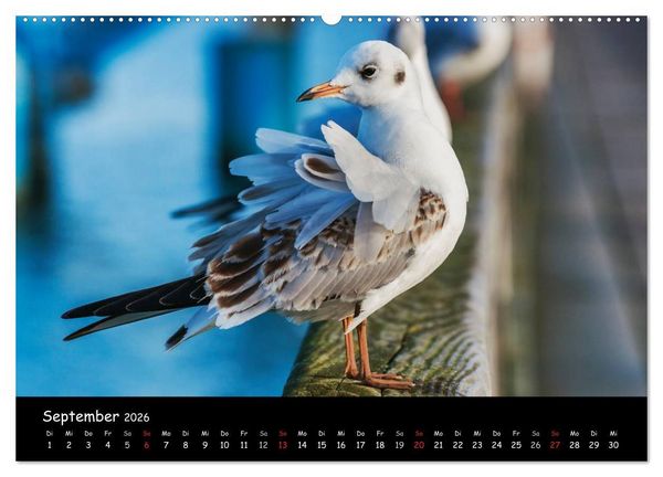 Produktbild: Insel Usedom (hochwertiger Premium Wandkalender 2026 DIN A2 quer), Kunstdruck in Hochglanz