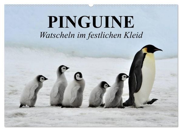 Pinguine - Watscheln im festlichen Kleid (Wandkalender 2026 DIN A2 quer), CALVENDO Monatskalender