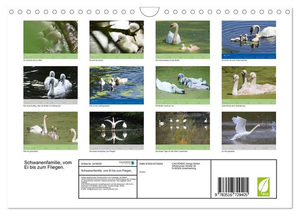 Produktbild: Schwanenfamilie, vom Ei bis zum Fliegen. (Wandkalender 2026 DIN A4 quer), CALVENDO Monatskalender