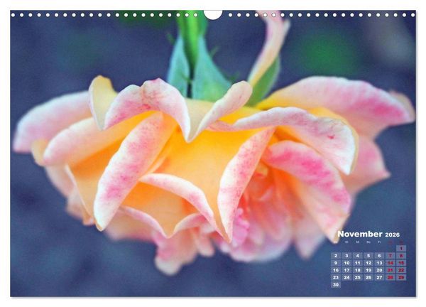 Produktbild: Rosen, die K&ouml;nigin der Blumen (Wandkalender 2026 DIN A3 quer), CALVENDO Monatskalender