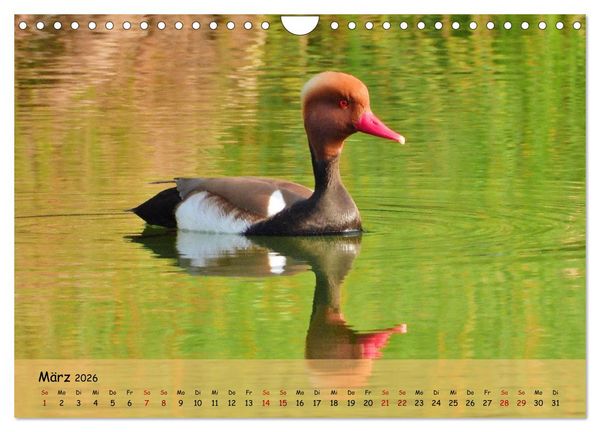 Produktbild: Faszination Zugv&ouml;gel - Rekorde in der Vogelwelt (Wandkalender 2026 DIN A4 quer), CALVENDO Monatskalender