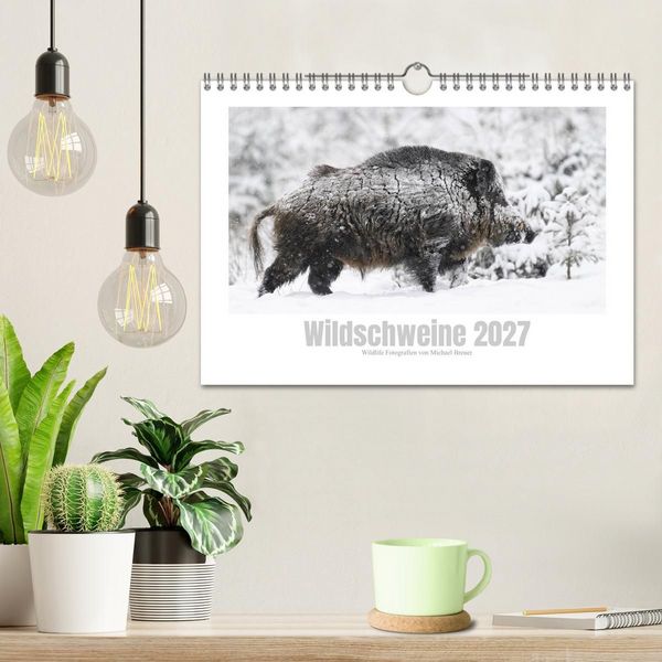 Produktbild: Wildschweine &ndash; Wildlife Fotografien (Wandkalender 2027 DIN A4 quer), CALVENDO Monatskalender