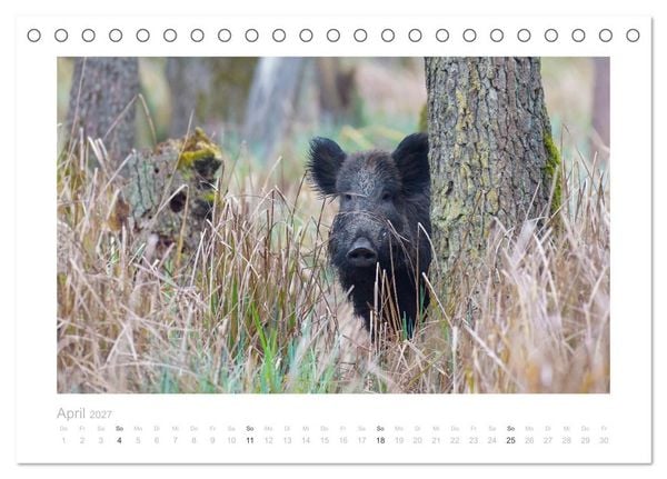 Produktbild: Wildschweine &ndash; Wildlife Fotografien (Tischkalender 2027 DIN A5 quer), CALVENDO Monatskalender