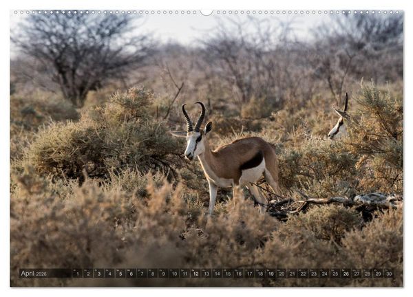 Produktbild: ETOSHA &ndash; Namibia Highlights (hochwertiger Premium Wandkalender 2026 DIN A2 quer), Kunstdruck in Hochglanz