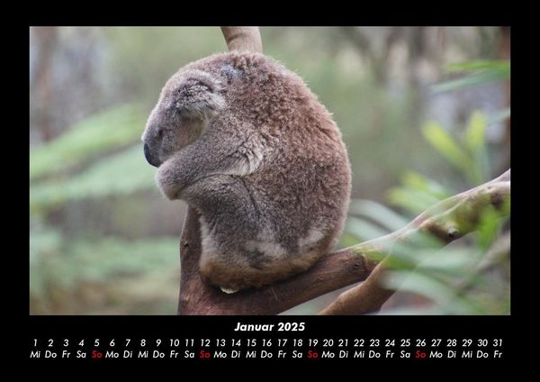 Produktbild: Koala 2025 Fotokalender DIN A3