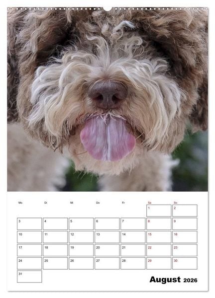 Produktbild: Lagotto Romagnolo - Lustige Zwerge (Wandkalender 2026 DIN A2 hoch), CALVENDO Monatskalender