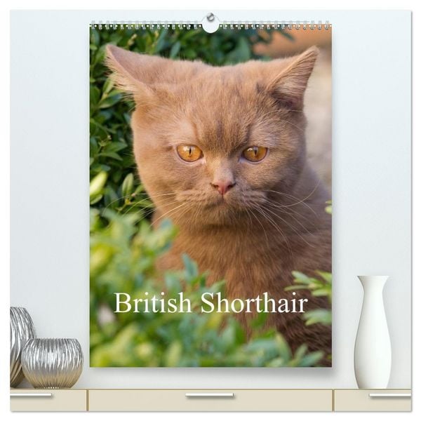 British Shorthair (High Quality Premium Wall Calendar 2026 DIN A2 portrait),CALVENDO 12 Month Wall Calendar