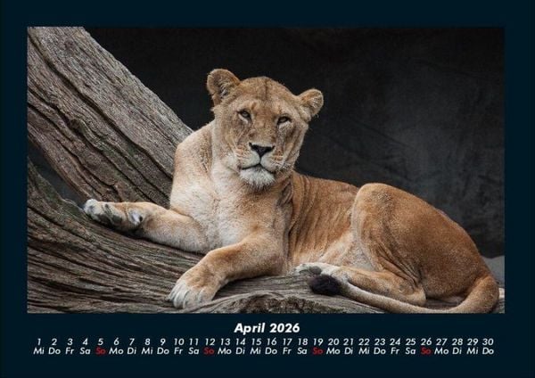 Produktbild: L&ouml;wen in der Wildnis 2026 Fotokalender DIN A4