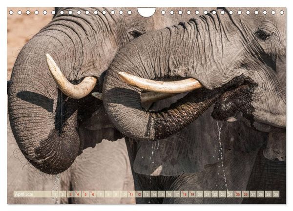 Produktbild: Chobe River - Eine spannende Flussfahrt in Botswana (Wandkalender 2026 DIN A4 quer), CALVENDO Monatskalender