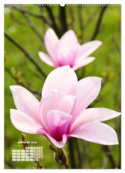 Produktbild: Magnolien Ein Fr&uuml;hlingstraum (hochwertiger Premium Wandkalender 2026 DIN A2 hoch), Kunstdruck in Hochglanz