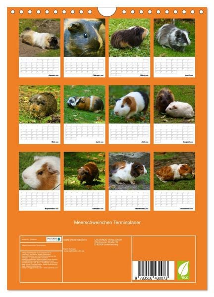 Produktbild: Meerschweinchen Terminplaner (Wandkalender 2026 DIN A4 hoch), CALVENDO Monatskalender