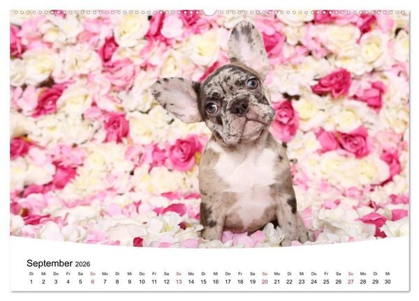 Produktbild: Bullys - Franz&ouml;sische Bulldoggen 2026 (Wandkalender 2026 DIN A2 quer), CALVENDO Monatskalender