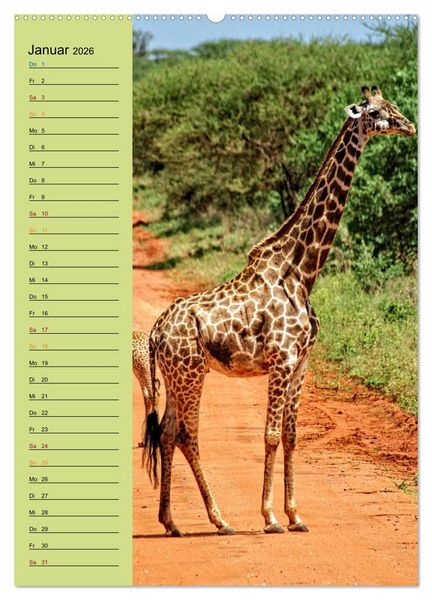 Produktbild: Giraffen. Voller Stolz und Grazie (hochwertiger Premium Wandkalender 2026 DIN A2 hoch), Kunstdruck in Hochglanz