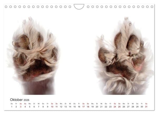 Produktbild: Pudel - Die flauschigen Lockenk&ouml;pfe. (Wandkalender 2026 DIN A4 quer), CALVENDO Monatskalender
