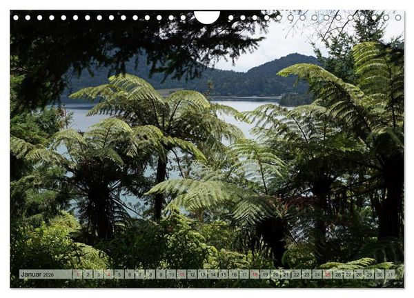 Produktbild: Prim&auml;rwald - Neuseeland (Wandkalender 2026 DIN A4 quer), CALVENDO Monatskalender