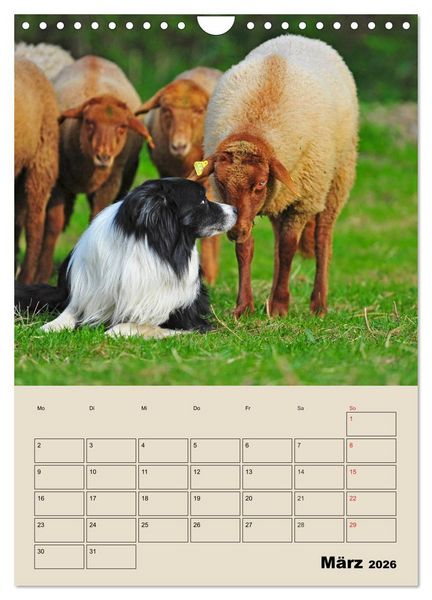 Produktbild: Border Collie - Ein Familienplaner (Wandkalender 2026 DIN A4 hoch), CALVENDO Monatskalender