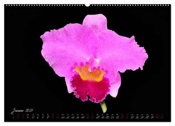 Produktbild: Leuchtende Cattleyen (Wandkalender 2027 DIN A2 quer), CALVENDO Monatskalender